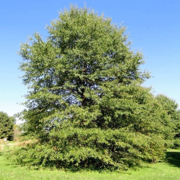 New Jersey Native Plants
